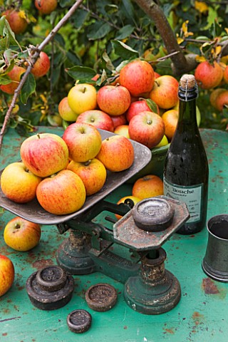 APPLES_ON_OLD_SCALES_ON_GREEN_TABLE_IN_THE_ORCHARDS__WATERPERRY_APPLE_DAY_EVENT__WATERPERRY_GARDENS_