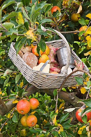 LUNCH_HAMPER_WITH_APPLES__BREAD_AND_CHEESE_IN_THE_ORCHARD__WATERPERRY_APPLE_DAY_EVENT__WATERPERRY_GA