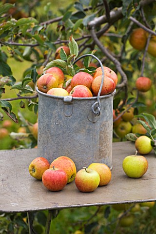 METAL_CONTAINER_FILLED_WITH_APPLES_ON_METAL_TABLE_IN_THE_ORCHARD__WATERPERRY_APPLE_DAY_EVENT__WATERP