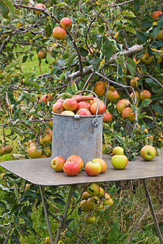 METAL_CONTAINER_FILLED_WITH_APPLES_ON_METAL_TABLE_IN_THE_ORCHARD__WATERPERRY_APPLE_DAY_EVENT__WATERP
