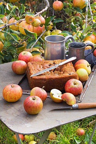 APPLE_CAKE_WITH_APPLES_ON_METAL_TABLE_IN_THE_ORCHARD__WATERPERRY_APPLE_DAY_EVENT__WATERPERRY_GARDENS