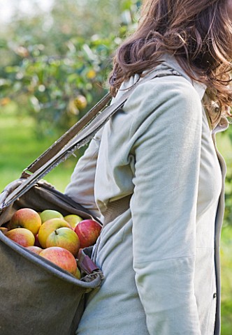 GIRL_PICKING_APPLES_IN_THE_ORCHARD__WATERPERRY_APPLE_DAY_EVENT__WATERPERRY_GARDENS__OXFORDSHIRE