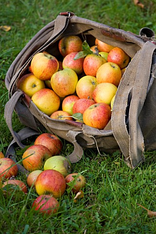 APPLES_PICKED_INTO_A_BAG_IN_THE_ORCHARD__WATERPERRY_APPLE_DAY_EVENT__WATERPERRY_GARDENS__OXFORDSHIRE