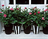 A ROW OF PINK MINIATURE ROSES IN BLACK AND WHITE POTS ON WINDOW SILL. DESIGNER: ANTHONY NOEL