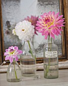 JACKY HOBBS HOUSE  LONDON: DAHLIAS TWILIGHT TIME  DAHLIA FLANIGAN WHITE AND DAHLIA GAY PRINCESS IN GLASS BOTTLES ON DRESSING TABLE BY MIRROR