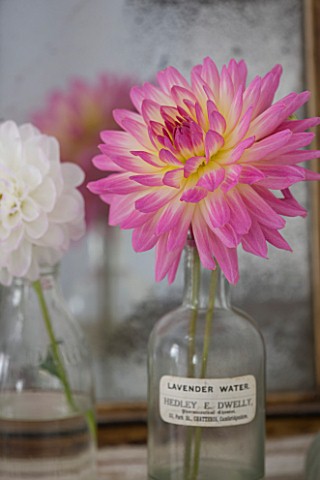 JACKY_HOBBS_HOUSE__LONDON_DAHLIA_GAY_PRNCESS__IN_GLASS_BOTTLE_ON_DRESSING_TABLE_BY_MIRROR