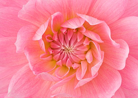 JACKY_HOBBS_HOUSE__LONDON_CLOSE_UP_OF_PINK_WATERLILY_TYPE_DAHLIA