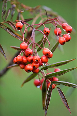 RHS_GARDEN__WISLEY__SURREY_CLOSE_UP_OF_THE_BERRIES_OF_SORBUS_COMMIXTA_OLYMPIC_FLAME_DODONG__MOUNTAIN