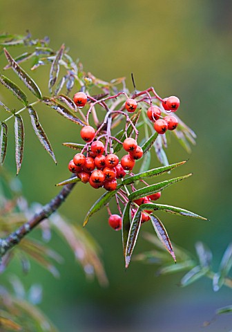 RHS_GARDEN__WISLEY__SURREY_CLOSE_UP_OF_THE_BERRIES_OF_SORBUS_COMMIXTA_OLYMPIC_FLAME_DODONG__MOUNTAIN
