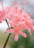 RHS GARDEN  WISLEY  SURREY: CLOSE UP OF THE FLOWERS OF NERINE OTHELLO