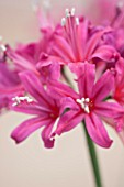 RHS GARDEN  WISLEY  SURREY: CLOSE UP OF THE FLOWERS OF NERINE EVE