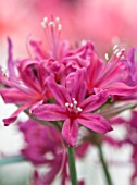 RHS GARDEN  WISLEY  SURREY: CLOSE UP OF THE FLOWERS OF NERINE FLAMENCO
