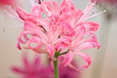 RHS GARDEN  WISLEY  SURREY: CLOSE UP OF THE FLOWERS OF NERINE ROSE PRINCESS