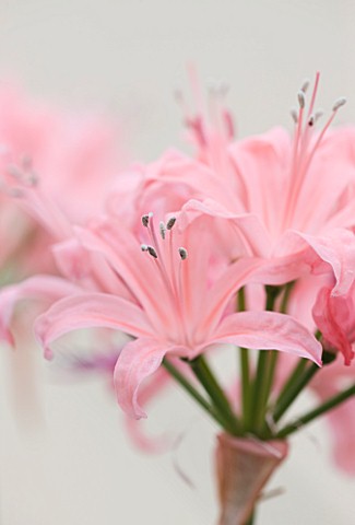 RHS_GARDEN__WISLEY__SURREY_CLOSE_UP_OF_THE_FLOWERS_OF_NERINE_OTHELLO