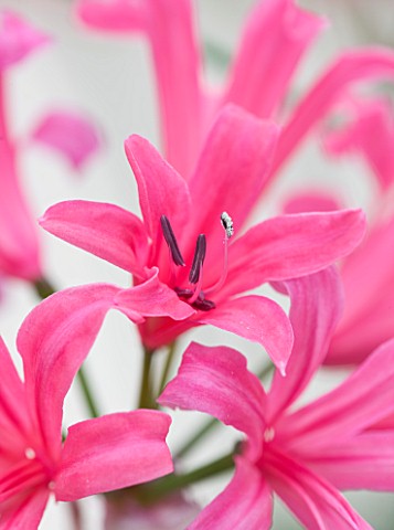 RHS_GARDEN__WISLEY__SURREY_CLOSE_UP_OF_THE_PINK_FLOWERS_OF_NERINE_ZEAL_GIANT