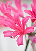 RHS GARDEN  WISLEY  SURREY: CLOSE UP OF THE PINK FLOWERS OF NERINE ZEAL GIANT