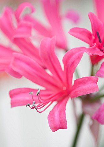 RHS_GARDEN__WISLEY__SURREY_CLOSE_UP_OF_THE_PINK_FLOWERS_OF_NERINE_ZEAL_GIANT