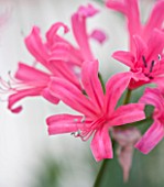 RHS GARDEN  WISLEY  SURREY: CLOSE UP OF THE PINK FLOWERS OF NERINE ZEAL GIANT