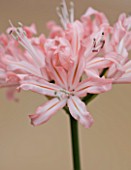 RHS GARDEN  WISLEY  SURREY: CLOSE UP OF THE FLOWERS OF NERINE JILL