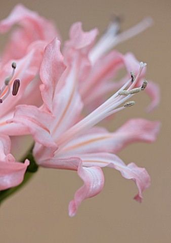 RHS_GARDEN__WISLEY__SURREY_CLOSE_UP_OF_THE_FLOWERS_OF_NERINE_JILL