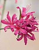 RHS GARDEN  WISLEY  SURREY: CLOSE UP OF THE FLOWERS OF NERINE FLAMENCO