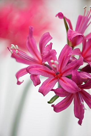 RHS_GARDEN__WISLEY__SURREY_CLOSE_UP_OF_THE_FLOWERS_OF_NERINE_FLAMENCO