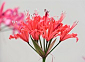 RHS GARDEN  WISLEY  SURREY: CLOSE UP OF THE FLOWERS OF NERINE LADY LLEWELLYN