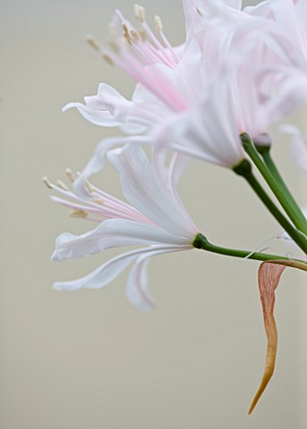 RHS_GARDEN__WISLEY__SURREY_CLOSE_UP_OF_THE_FLOWERS_OF_NERINE_SARNIENSIS_LADY_CYNTHIA_COLVILLE