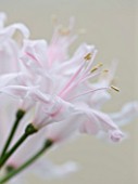 RHS GARDEN  WISLEY  SURREY: CLOSE UP OF THE FLOWERS OF NERINE SARNIENSIS LADY CYNTHIA COLVILLE