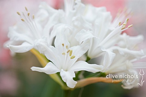 RHS_GARDEN__WISLEY__SURREY_CLOSE_UP_OF_THE_FLOWERS_OF_NERINE_KYLE