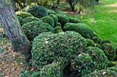SALING HALL  ESSEX: CLIPPED BOX HEDGE MOUNDS IN JAPANANESE POND AREA