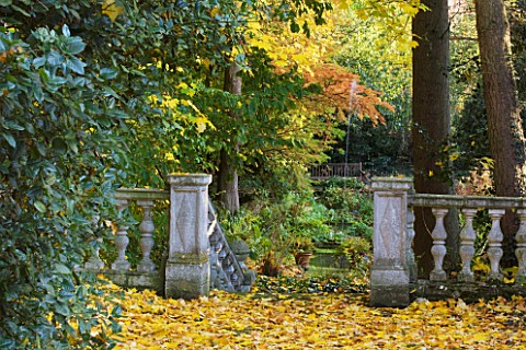SALING_HALL__ESSEX_STONE_STEPS_AND_BALUTRADE_SURROUNDED_BY_LEAVES_OF_ACER_CAPPADOCCIUM_CAUCASIAN_MAP