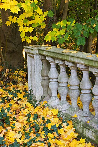 SALING_HALL__ESSEX_STONE_BALUTRADE_SURROUNDED_BY_LEAVES_OF_ACER_CAPPADOCCIUM_CAUCASIAN_MAPLE_IN_AUTU