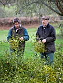 MISTLETOE BEING HARVESTED NEAR TENBURY WELLS  WORCESTERSHIRE - MICHAEL ADAMS (RIGHT) AND ROB MAPP TIE THE HARVESTED MISTLETOE INTO LARGE BUNDLES MAKING IT EASIER TO TRANSPORT