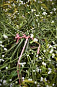 MISTLETOE BEING HARVESTED NEAR TENBURY WELLS  WORCESTERSHIRE: PINK TWINE HOLDING MISTLETOE BRANCHES TOGETHER READY FOR SALE