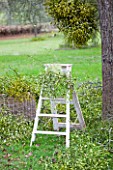 MISTLETOE BEING HARVESTED NEAR TENBURY WELLS  WORCESTERSHIRE - LADDER WITH MISTLETOE AND GREEN RIBBON