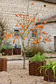 CHATEAU DU RIVAU  LOIRE VALLEY  FRANCE: PERSIMMON TREE BESIDE THE ROYAL STABLES