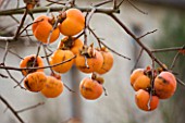 CHATEAU DU RIVAU  LOIRE VALLEY  FRANCE: CLOSE UP OF PERSIMMON TREE FRUIT IN THE POTAGER
