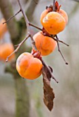 CHATEAU DU RIVAU  LOIRE VALLEY  FRANCE: CLOSE UP OF PERSIMMON TREE FRUIT IN THE POTAGER