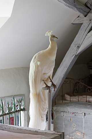 ROQUELIN__LOIRE_VALLEY__FRANCE_ROQUELIN__LOIRE_VALLEY__FRANCE_UPPER_HALL_DECORATIVE_WHITE_PEACOCK_ON