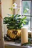 FULBROOK HOUSE: GUEST BATHROOM; WINDOWSILL IN PALE YELLOW WITH POTTED HELLEBORE AND CANDLE