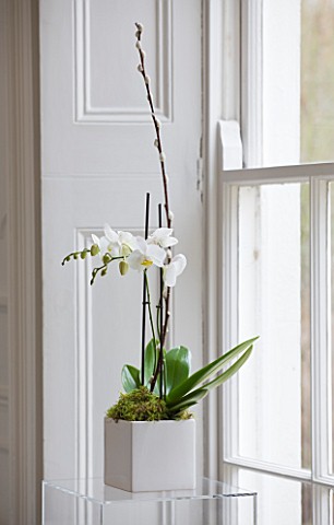 WHITE_HOUSE_THE_SITTING_ROOM_WITH_WHITE_CUBED_PLANTER_WITH_ORCHID_IN_WINOWSILL