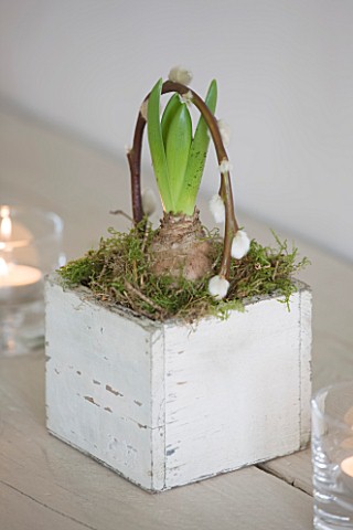 WHITE_HOUSE_BREAKFAST_ROOM_WHITE_SQUARE_WOODEN_PLANTER_WITH_HYACINTH_BULB_AND_PUSSY_WILLOW