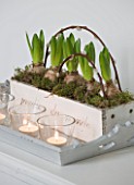 WHITE HOUSE: BREAKFAST ROOM - WHITE WOODEN PLANTER OF WHITE HYACINTHS AND PUSSY WILLOW ON TRAY WITH GLASS TEA LIGHTS.