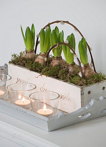 WHITE_HOUSE_BREAKFAST_ROOM__WHITE_WOODEN_PLANTER_OF_WHITE_HYACINTHS_AND_PUSSY_WILLOW_ON_TRAY_WITH_GL