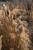 THE MANOR HOUSE  STEVINGTON  BEDFORDSHIRE. DESIGNER: KATHY BROWN - BACKLIGHTING IN WINTER ON MISCANTHUS SINENSIS FLAMINGO. GRASS