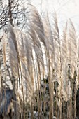 THE MANOR HOUSE  STEVINGTON  BEDFORDSHIRE. DESIGNER: KATHY BROWN - CORTADERIA SELLOANA SILVER FEATHER IN WINTER . GRASS