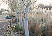 THE MANOR HOUSE  STEVINGTON  BEDFORDSHIRE. DESIGNER: KATHY BROWN - THE WHITE STEMMED BIRCH WALK - BETULA JACQUEMONTII GRAYSWOOD GHOST AND CALAMAGROSTIS  IN WINTER