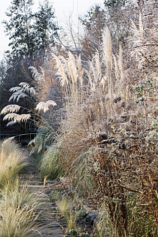 THE_MANOR_HOUSE__STEVINGTON__BEDFORDSHIRE_DESIGNER_KATHY_BROWN__BORDER_OF_GRASSES_IN_FROST_BESIDE_TH