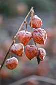 THE MANOR HOUSE  STEVINGTON  BEDFORDSHIRE. DESIGNER: KATHY BROWN - FROSTED ORANGE SEED HEADS OF PHYSALIS ALKEKENGI - THE CHINESE LANTERN